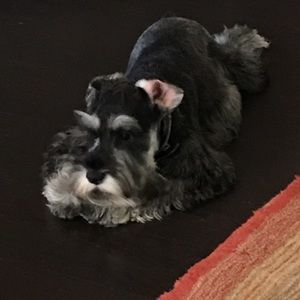 Meet your Posher, Lisa